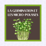 La germination et les micropousses